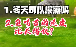 Download Video: 冬天鱼缸可以爆藻吗，温度够吗，鱼啃绿苔的速度比长得快怎么办