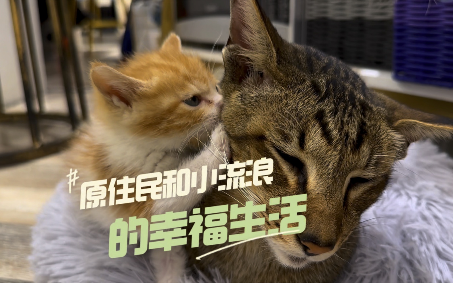 [图]温柔的东短欣然接受流浪奶猫，相差六岁却成忘年交！