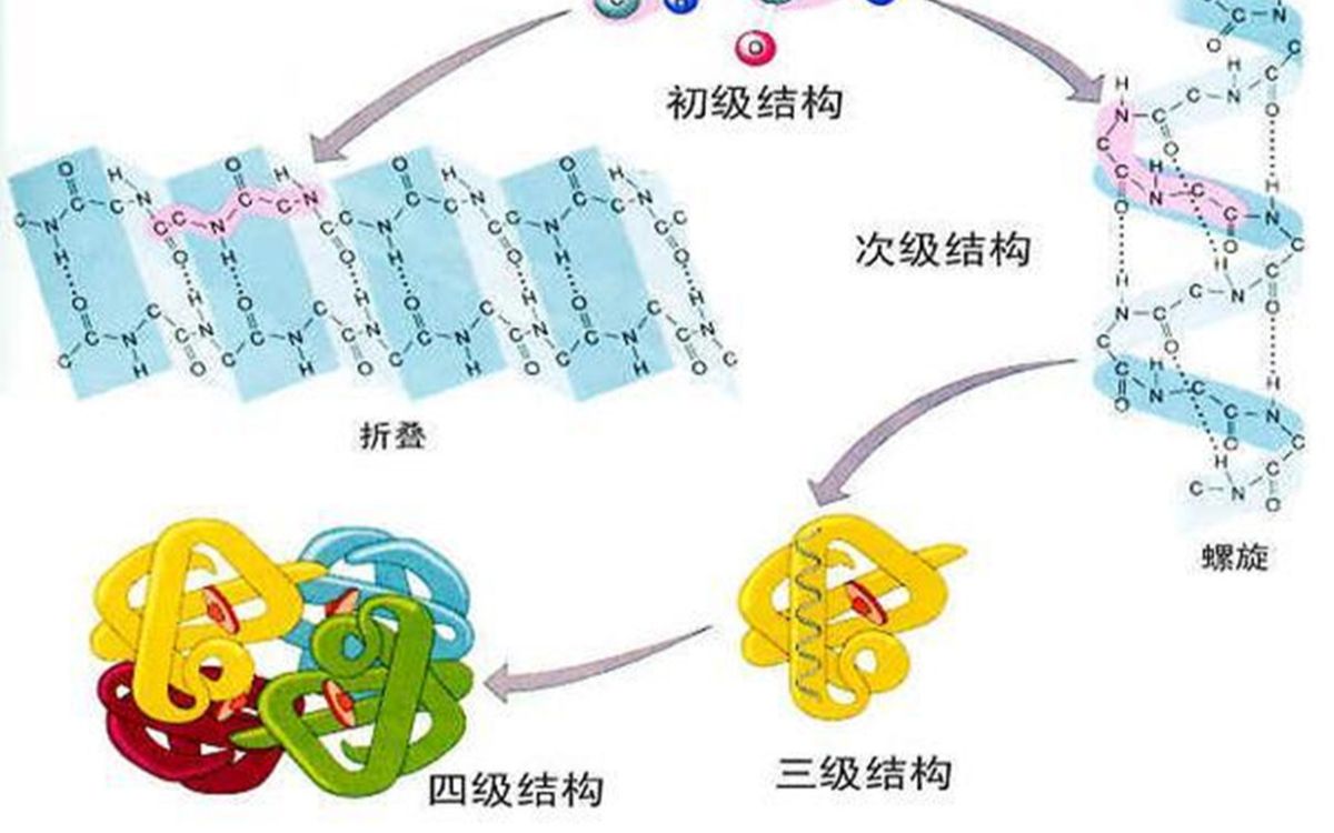 艾可生物化学第七期课程节选-蛋白质的四级结构