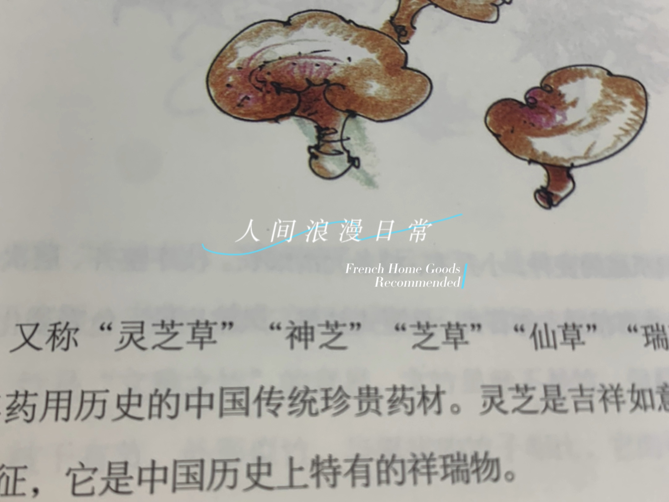 灵芝草!中国传统珍贵药材