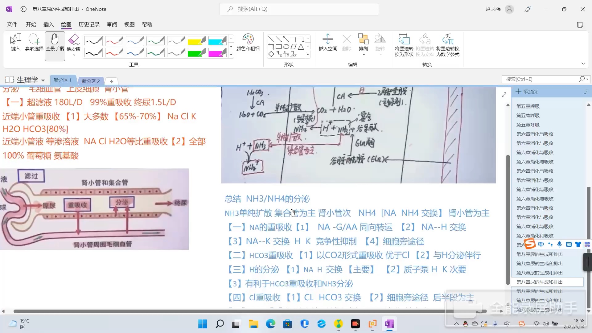 生理学打基础:总结各离子在集合管和肾小管的重吸收和分泌途径.两分钟听完就会哔哩哔哩bilibili