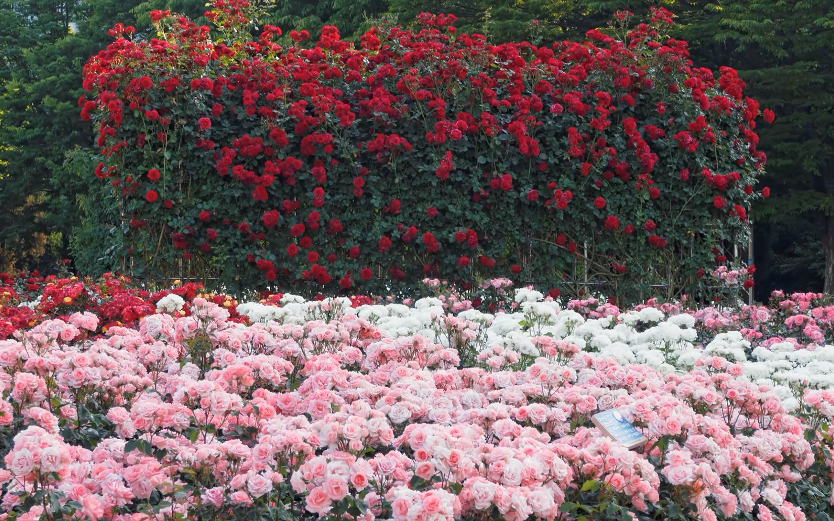 韩国玫瑰花展丨多数都是老月季品种,经典流传