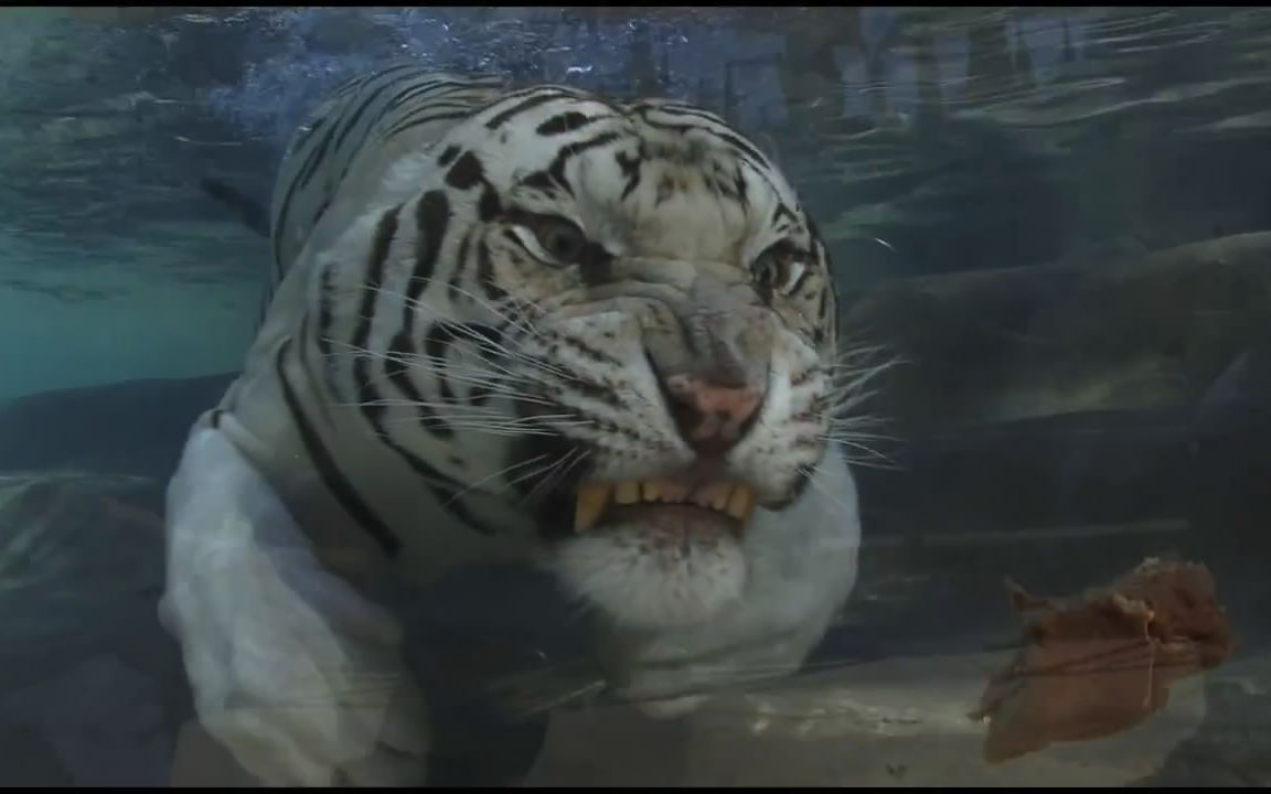 大片!白虎水下捞肉←← White Tiger Swimming Underwater HD哔哩哔哩bilibili