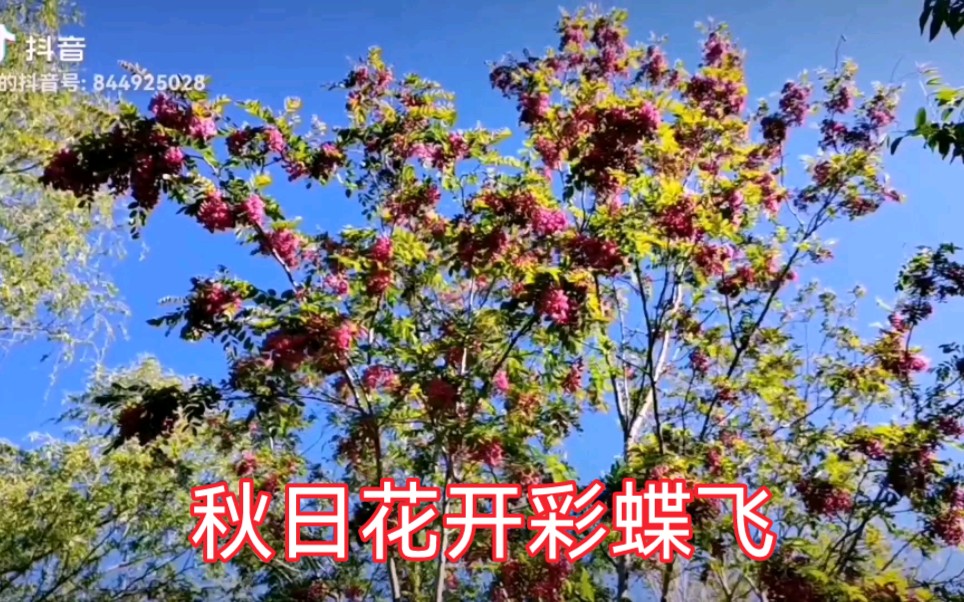 [图]秋日花开彩蝶飞