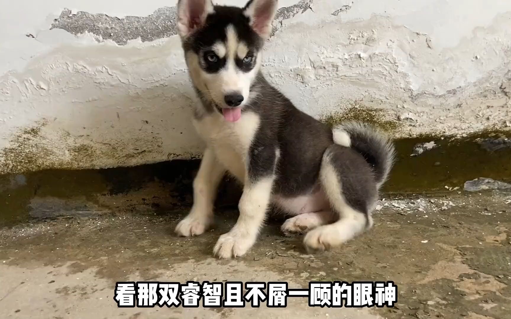 哈士奇警犬"不拆2.0"重磅来袭,联手德牧传承着不一样的警犬梦