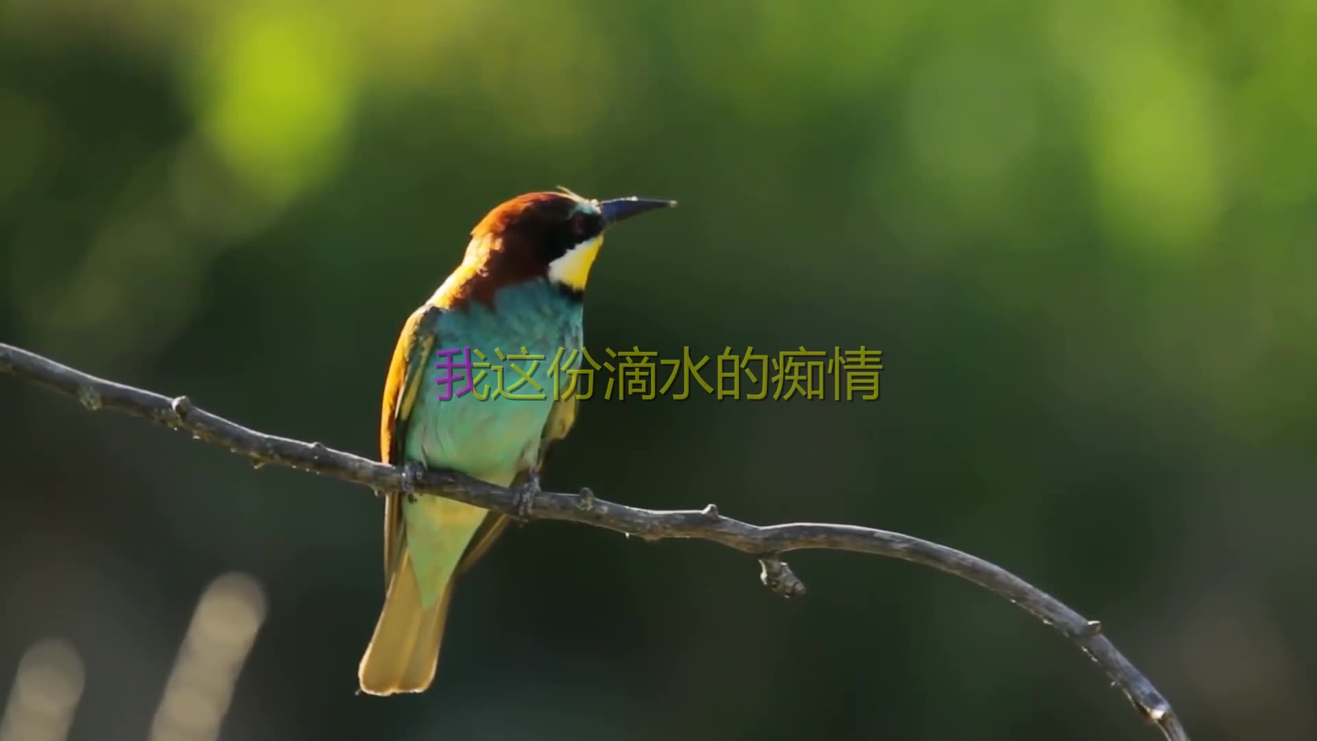 懷舊經典老歌歌詞《潮溼的心》