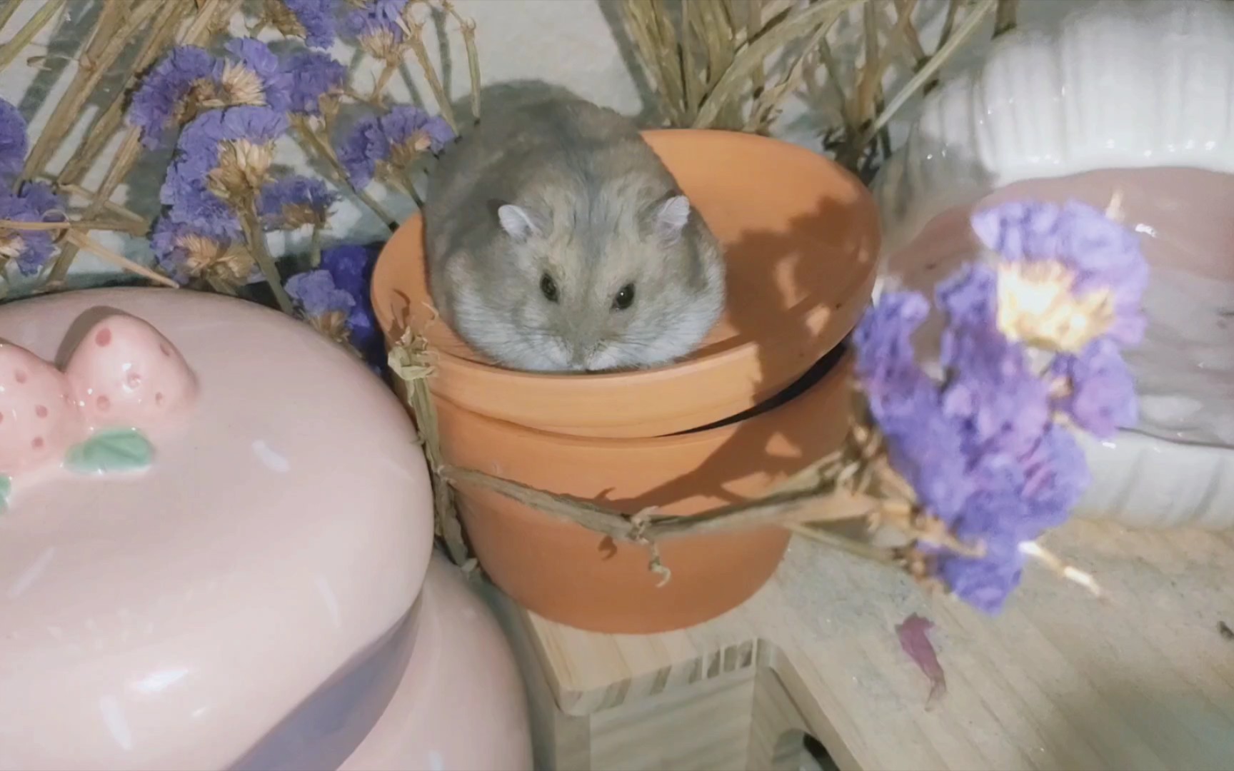 胖鼠我真的很委屈