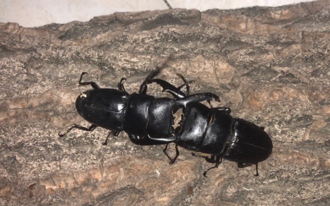 【旗鼓相当】72mm中国扁锹vs74mm西南扁锹