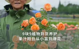 Download Video: 9块9植物到货养护，果汁阳台从小苗到爆花