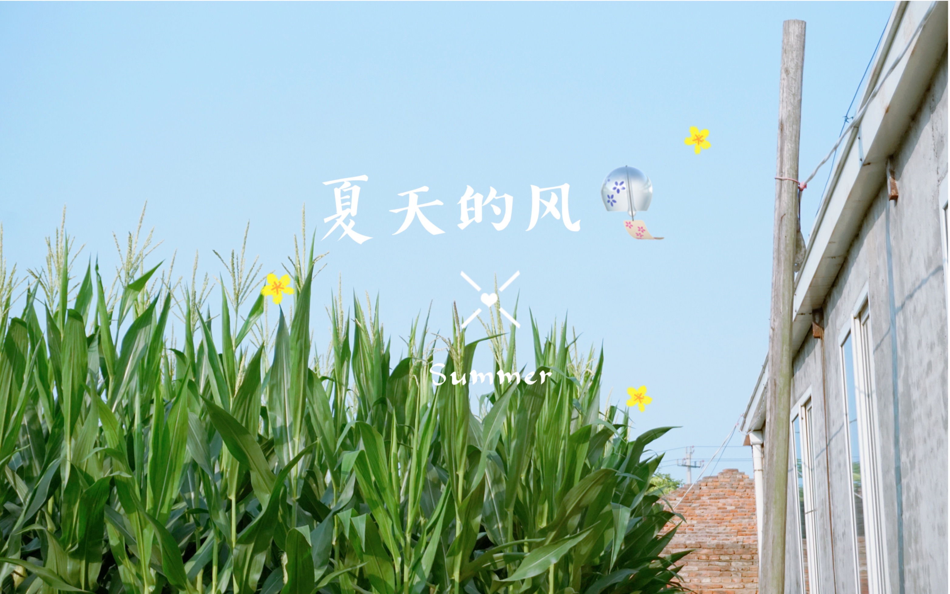 【vlog】520 / 夏天的风正暖暖吹过