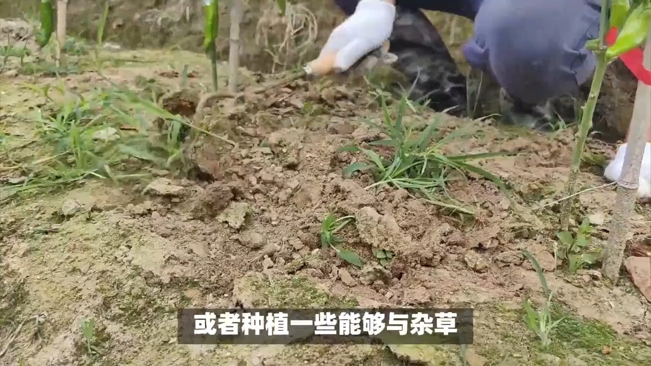 如何掌握杂草处理之道?时机方法,一个都不能少!和凤凰植保节一起来看看哔哩哔哩bilibili