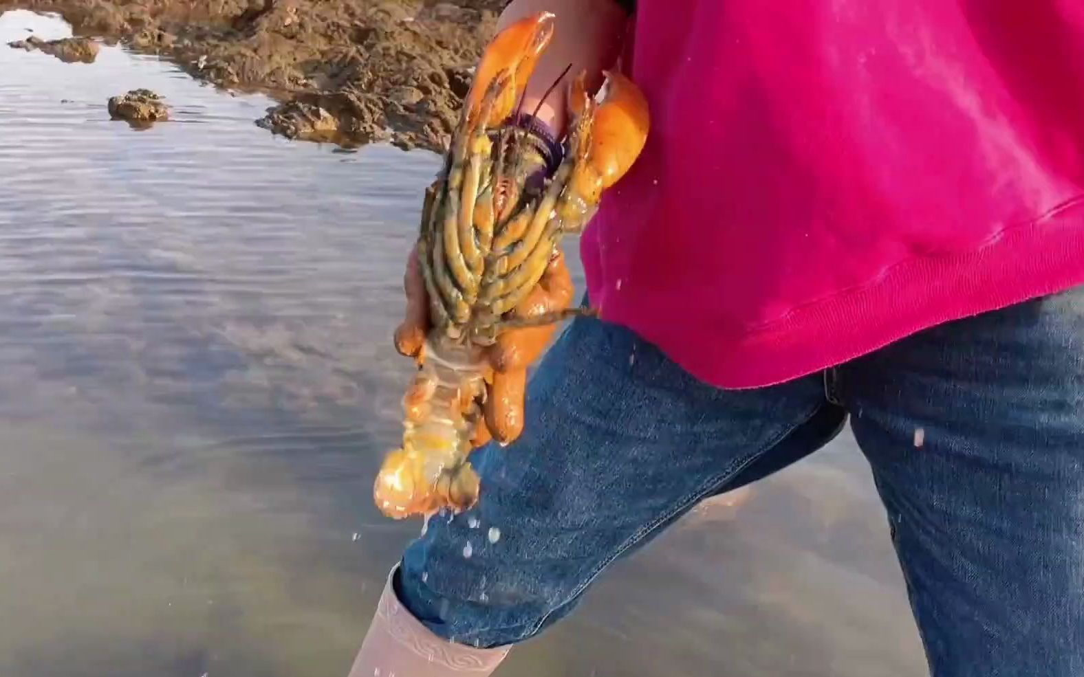 【赶海】这大龙虾太活跃了!