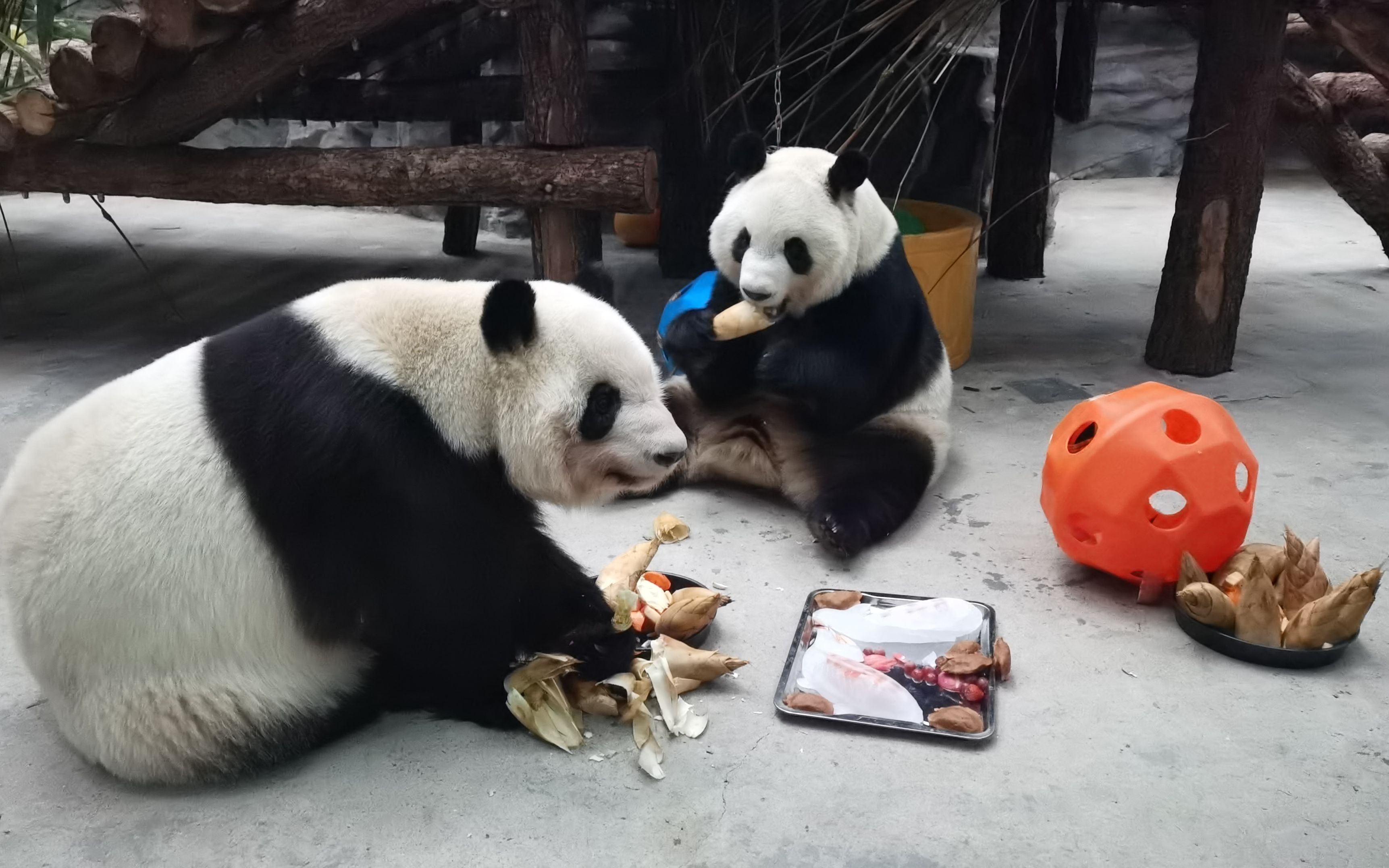 大熊猫七巧七喜过大年(2020年1月18日)