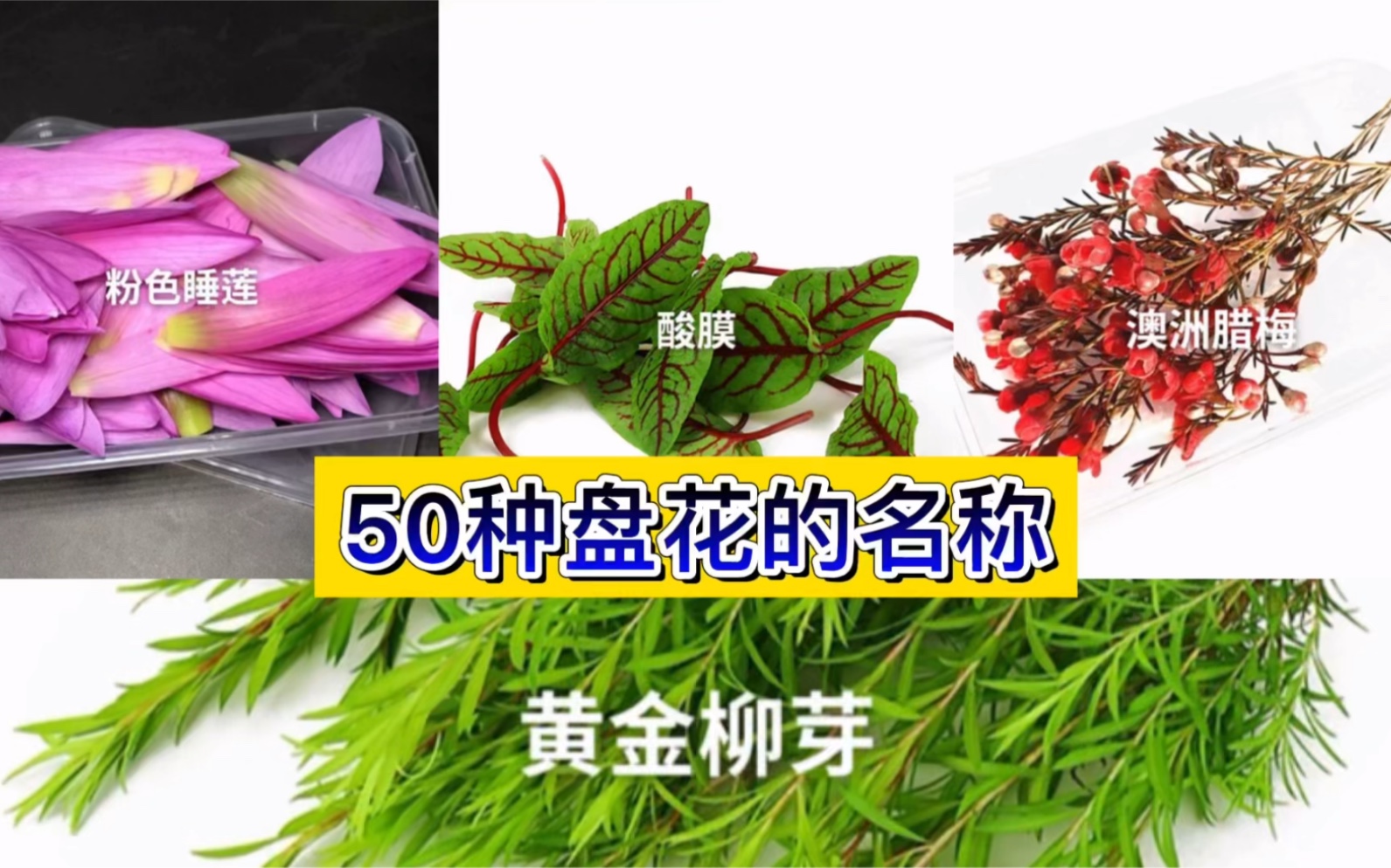 凉菜传承姊妹篇介绍“50种网红花草”的品种和名称,看完秒变大厨哔哩哔哩bilibili