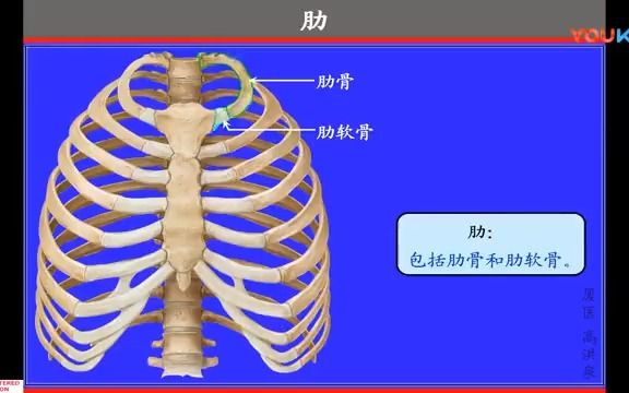 14 胸廓