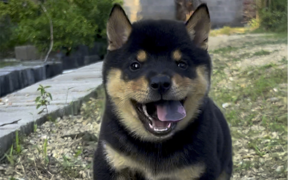 中华田园犬之四眼铁包金