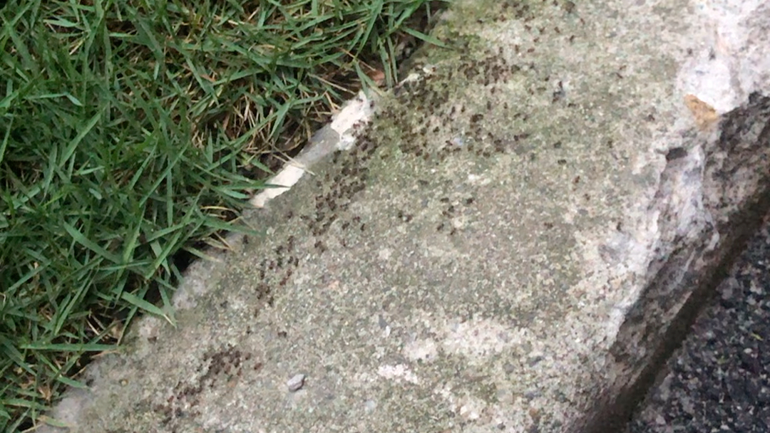 密集恐惧慎入～突现几十米长蚂蚁大军～有大神知道什么原因吗