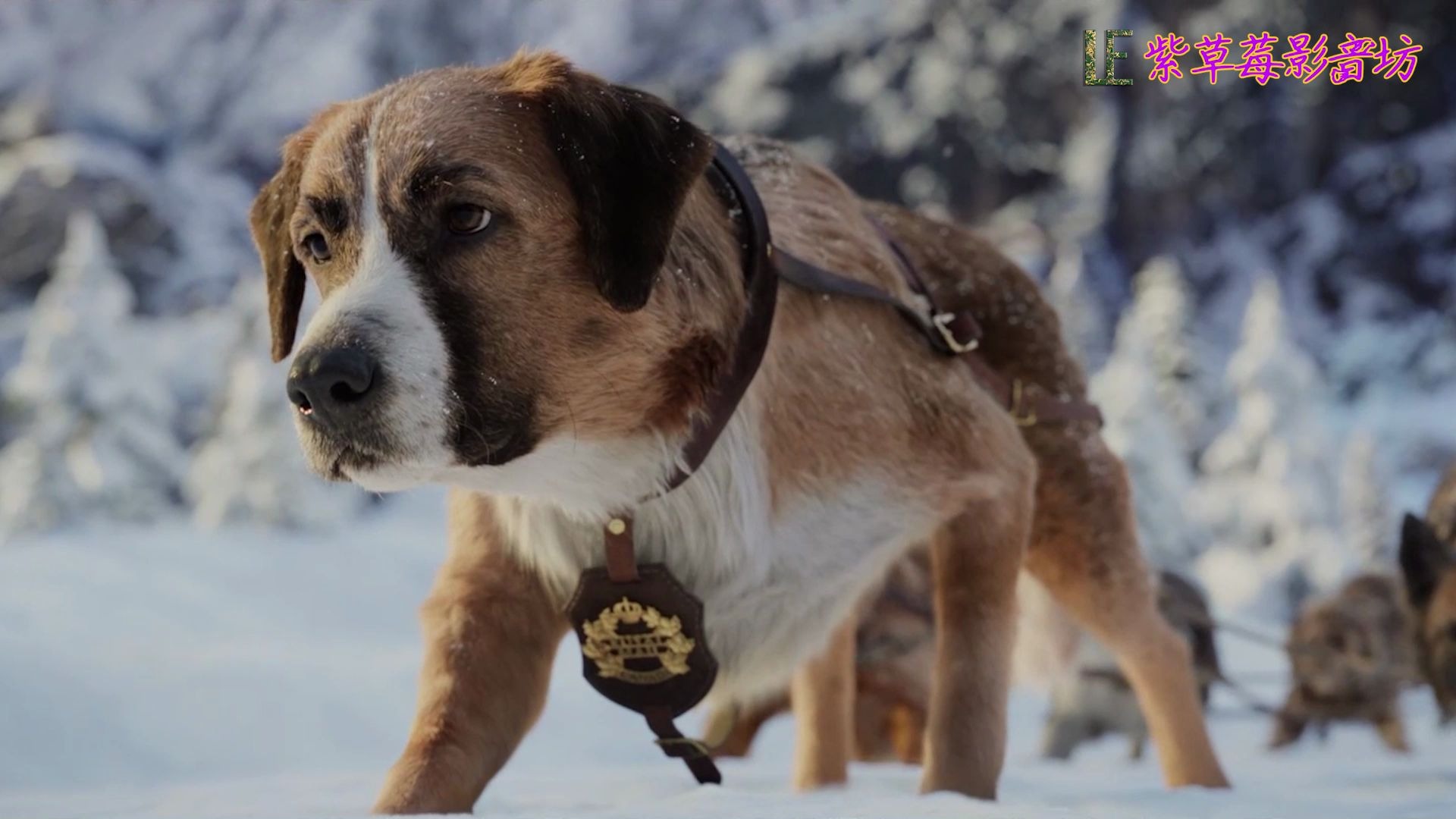 一首[lendo calendo]带给你起飞般的感觉