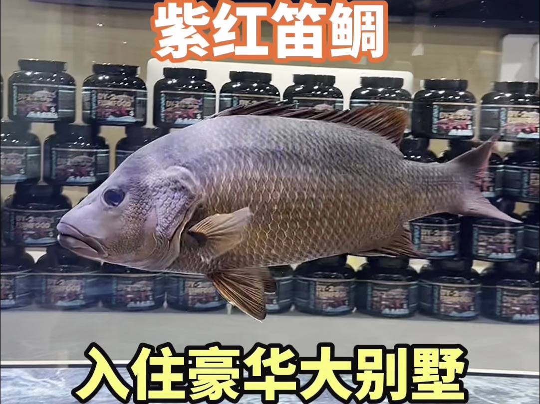 许久未见的淡化版红友(紫红笛鲷)明显长大了,入驻豪华大别墅! 状态爆棚,第二天疯狂进食!-豆鱼路亚-豆爸先生-豆鱼路亚-豆爸先生-哔哩哔哩视频