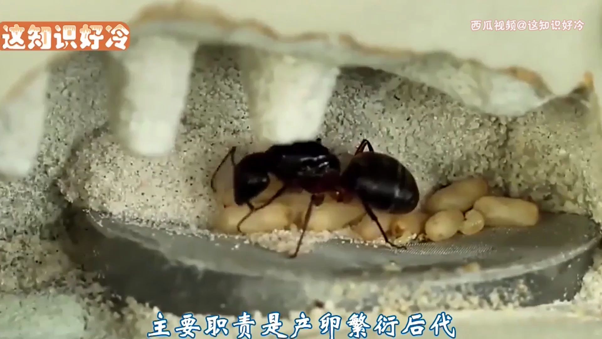 如果蚁后死了剩下的蚂蚁会发生什么