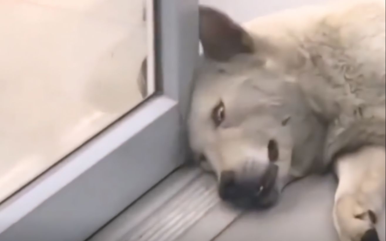 傻 狗 使 人 快 乐_哔哩哔哩_bilibili