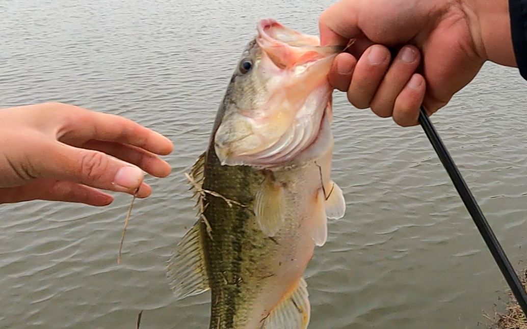 路亚刺鱼动作_哔哩哔哩_bilibili