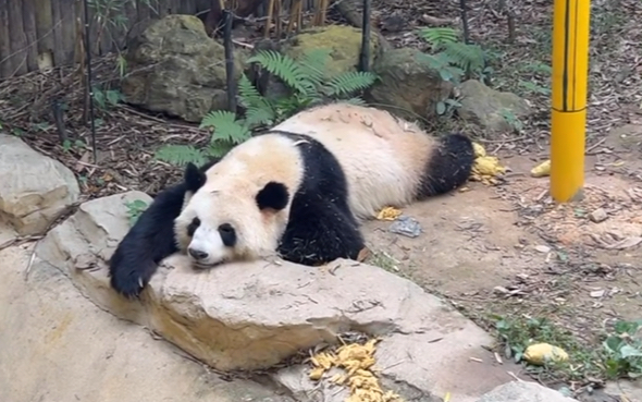 熊猫趴在地上的图片图片