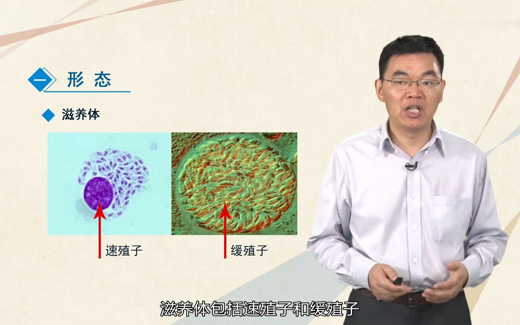 [5.12.1] 刚地弓形虫的形态与生活史哔哩哔哩bilibili