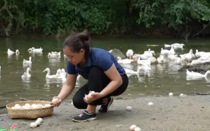 发财了！翠花养的鸭子下了满地的鸭蛋，拿到集市上就被抢购！