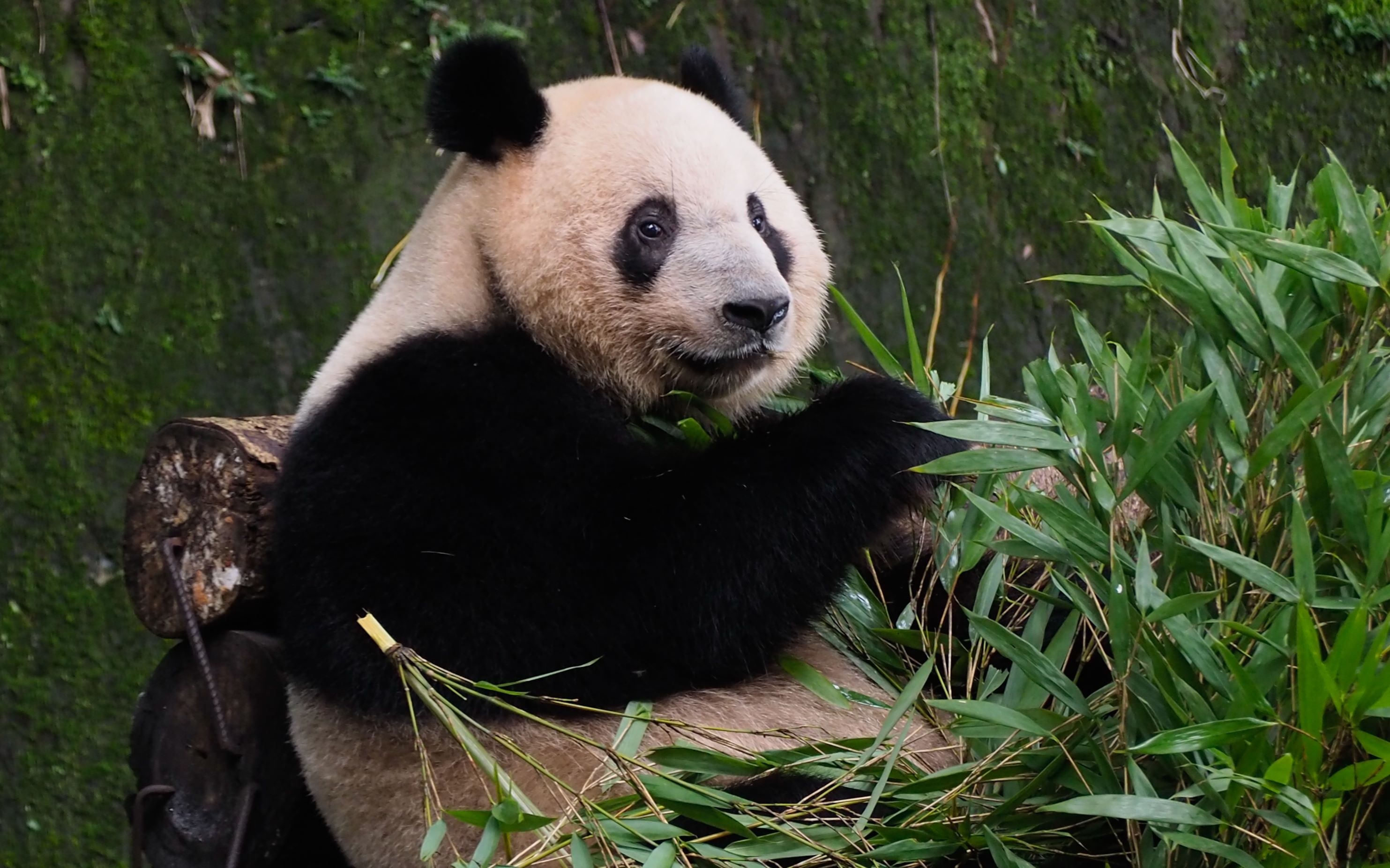 【熊猫】重庆动物园一直在埋头吃竹子和睡懒觉的可爱的大熊猫 第二期