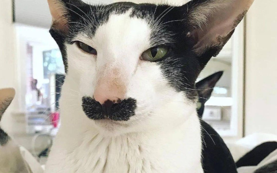 哇,第一次见到那么可爱的"大佐"猫猫,我太心动了