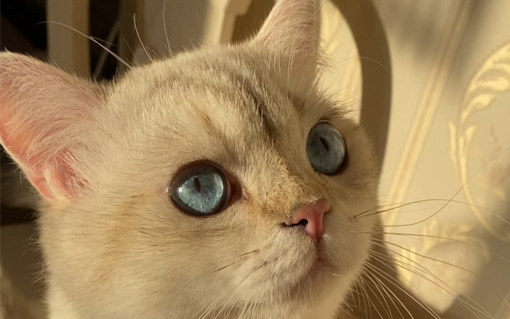 阳光下的小美猫