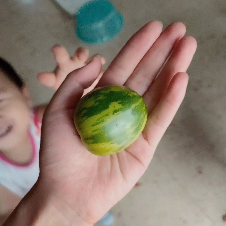 花皮球番茄(传家宝?)_哔哩哔哩 (゜-゜)つロ 干杯~-bilibili