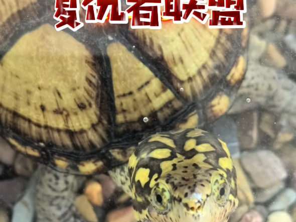 全网最眉清目秀的头盔蛋龟!头盔复仇者联盟二