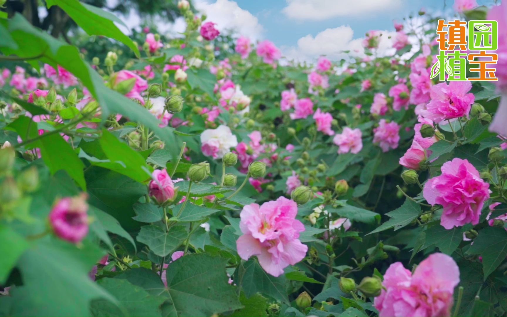 [图]【镇园植宝】成都市植物园“镇园植宝”——木芙蓉