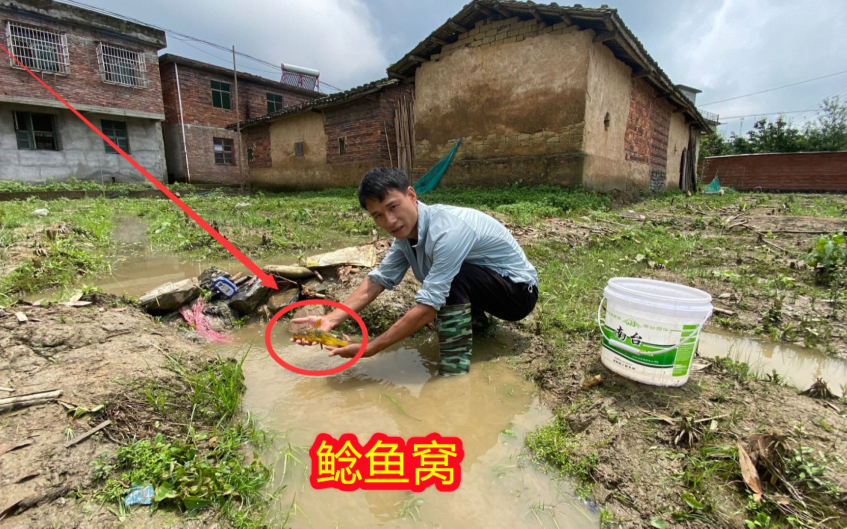 暴雨过后农田里跑进很多鱼,小水潭发现一个鲶鱼窝,抓的真过瘾