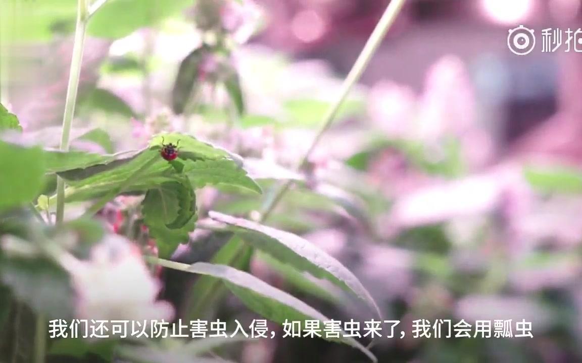 [图]纽约地下室现神秘农场，100多平方米种植500多种植物，无数厨师到此疯狂抢购食材！