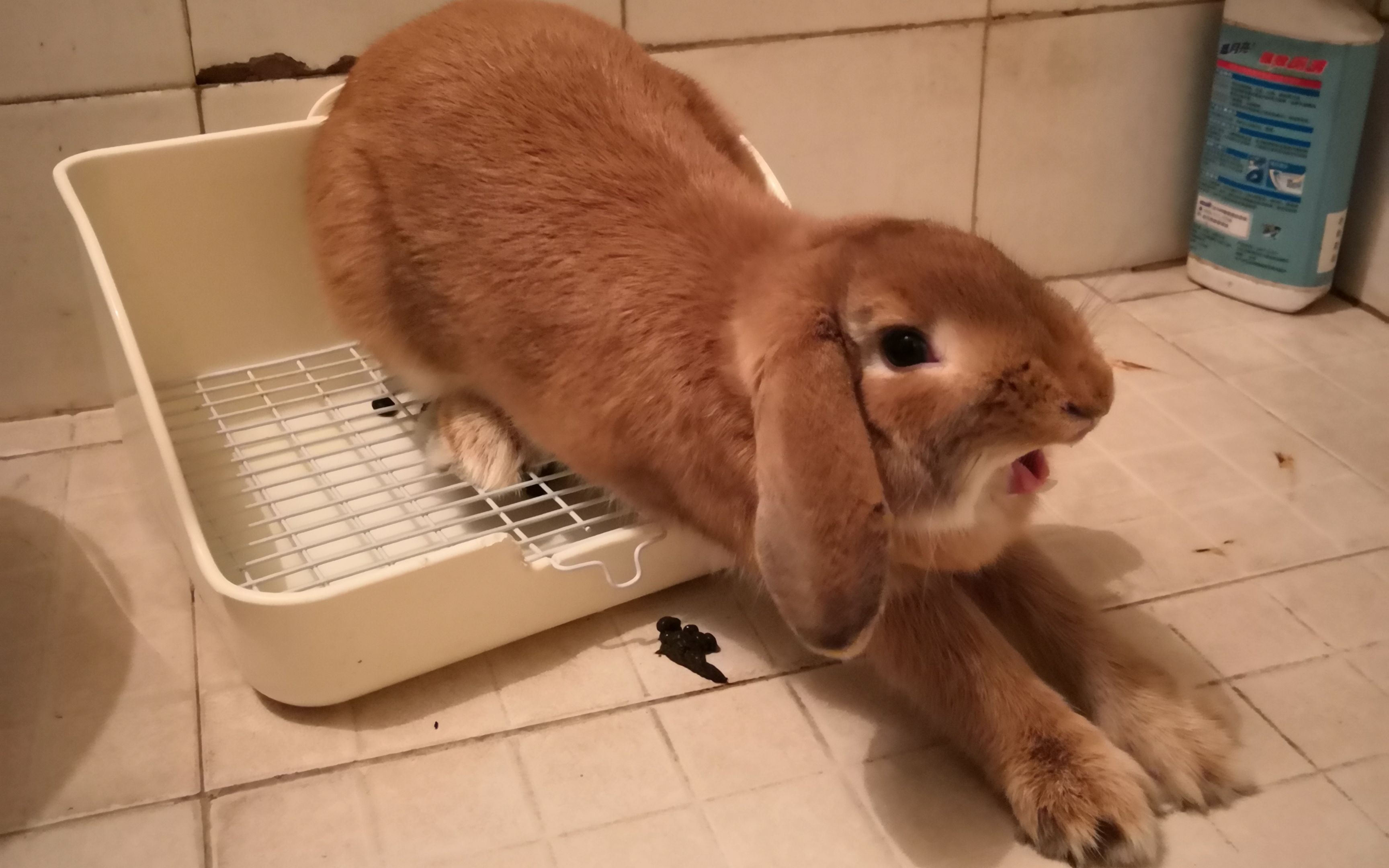 【垂耳兔】打哈欠的兔子就像变成了一只巨兽_哔哩哔哩 (゜-゜)つロ