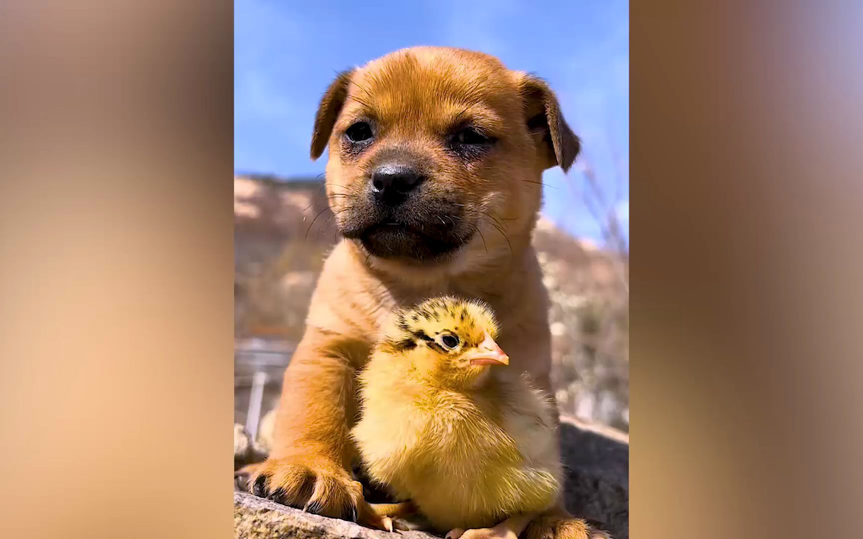 狗狗和小鸡相处融洽