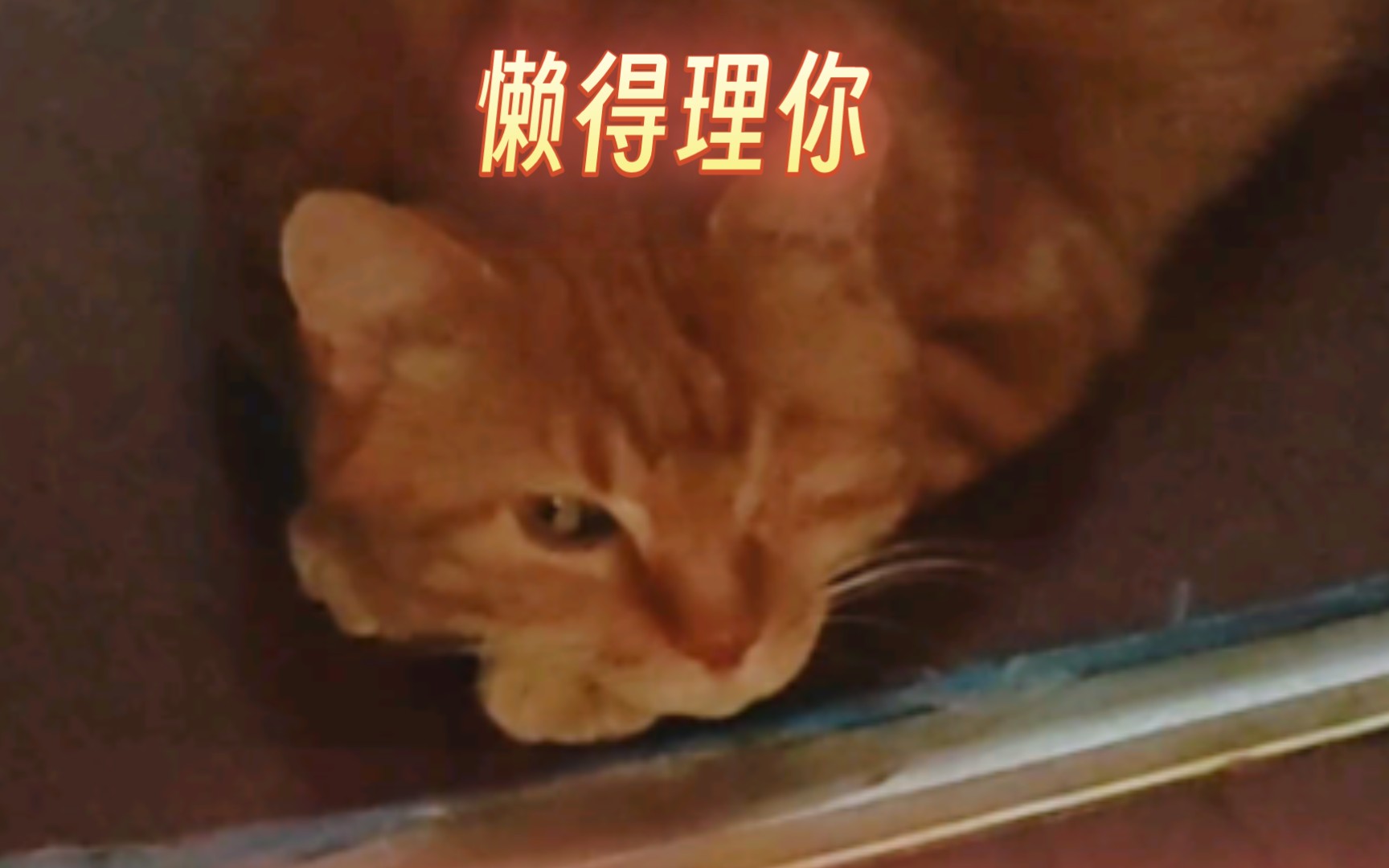 猫咪敷衍表情包图片