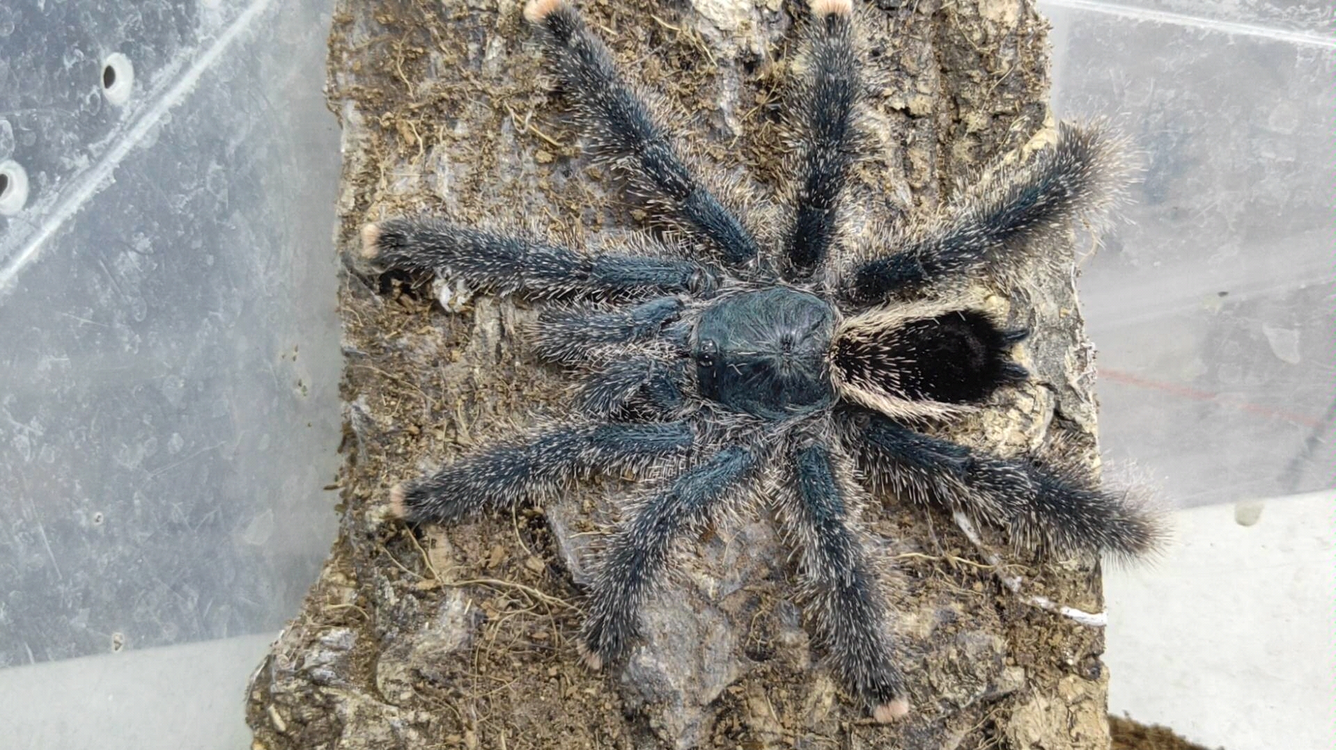 这个蜘蛛我给个么么哒,温顺白毛女!巨人圭亚那粉趾饲养视频教程