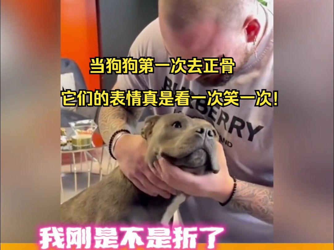 当狗狗第一次去正骨,它们的表情真是看一次笑一次!