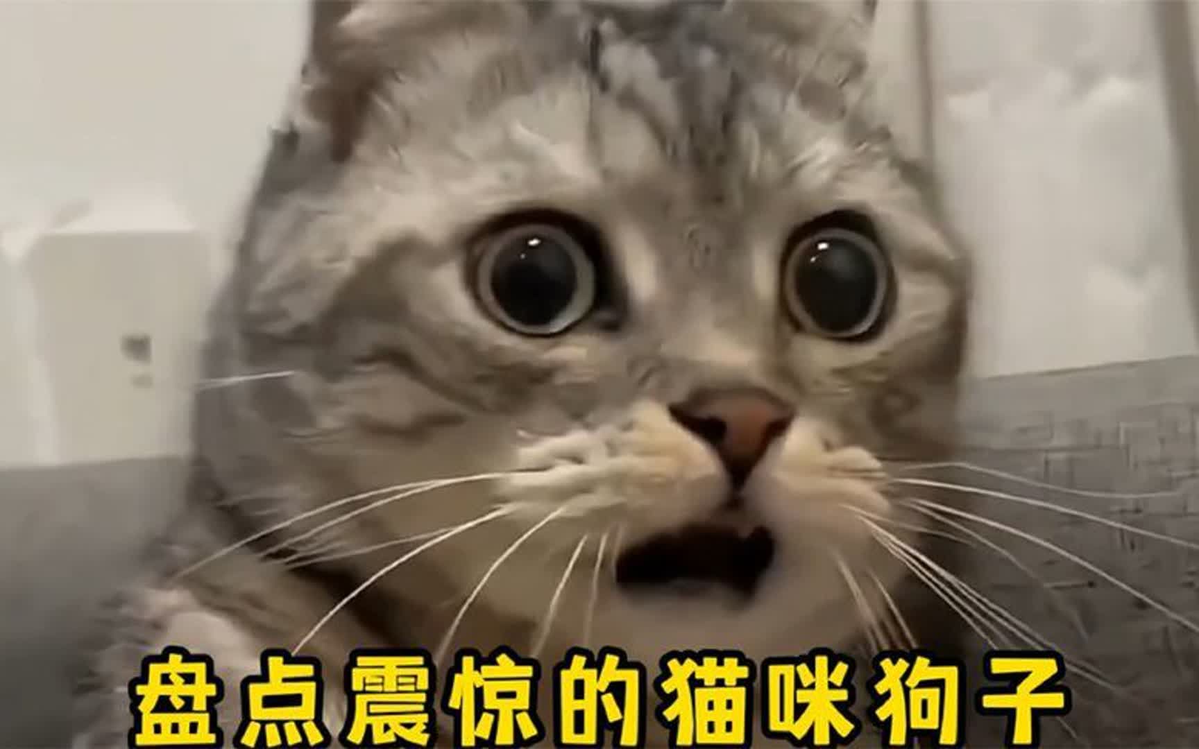 盘点震惊猫咪狗子的瞬间,我居然从它们脸上看到了震惊