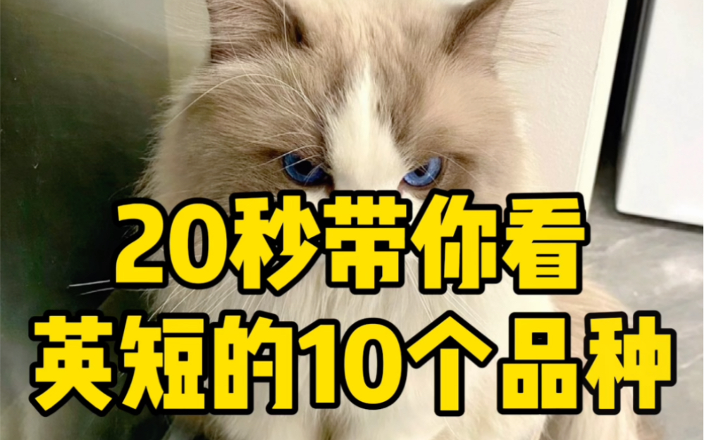 20秒带你看英短的10个品种!哔哩哔哩bilibili