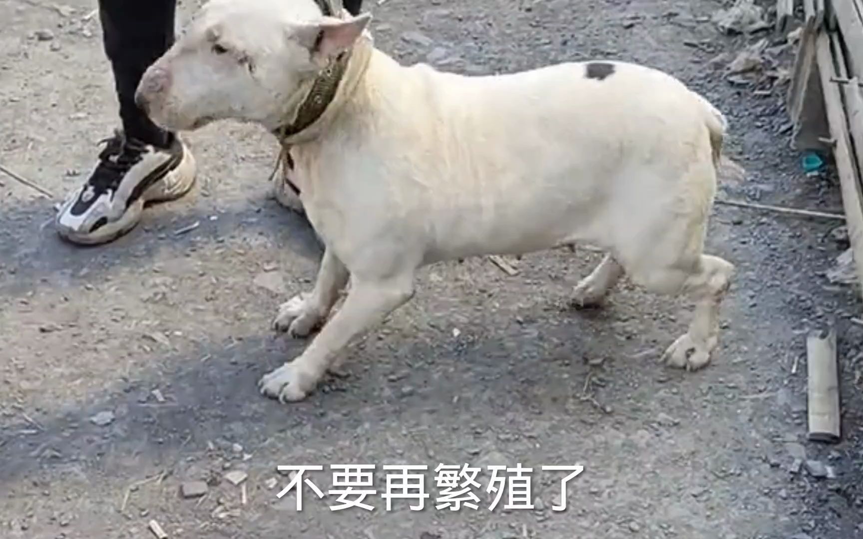 牛头梗犬暴揍斗犬比特犬,比特吃痛会不会认输哔哩哔哩bilibili