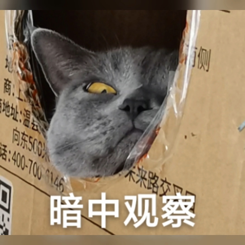 猫猫查房表情包图片