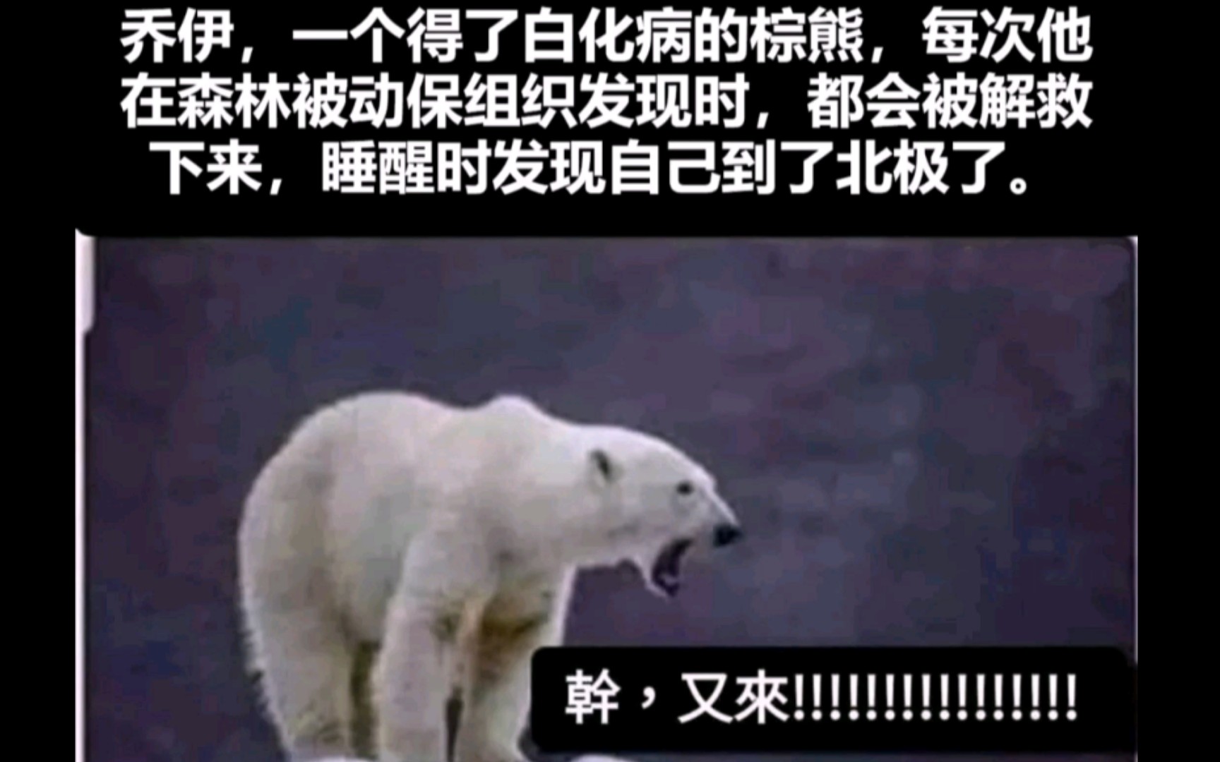 【网络上的搞笑图片】白化病的棕熊?哔哩哔哩bilibili