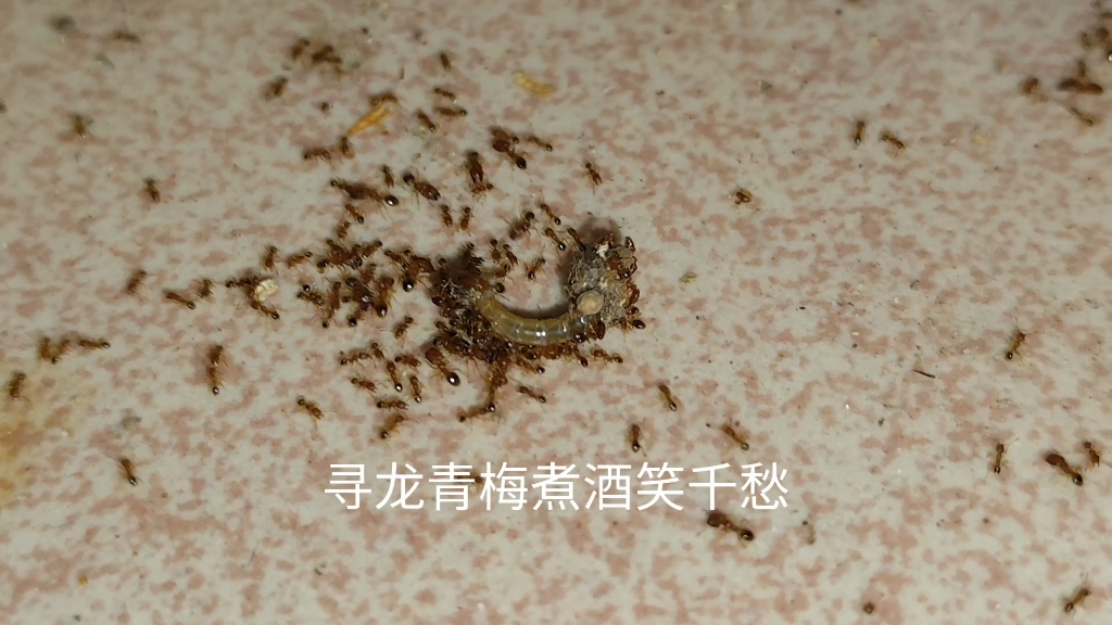 9299蚂蚁大军突袭现场!