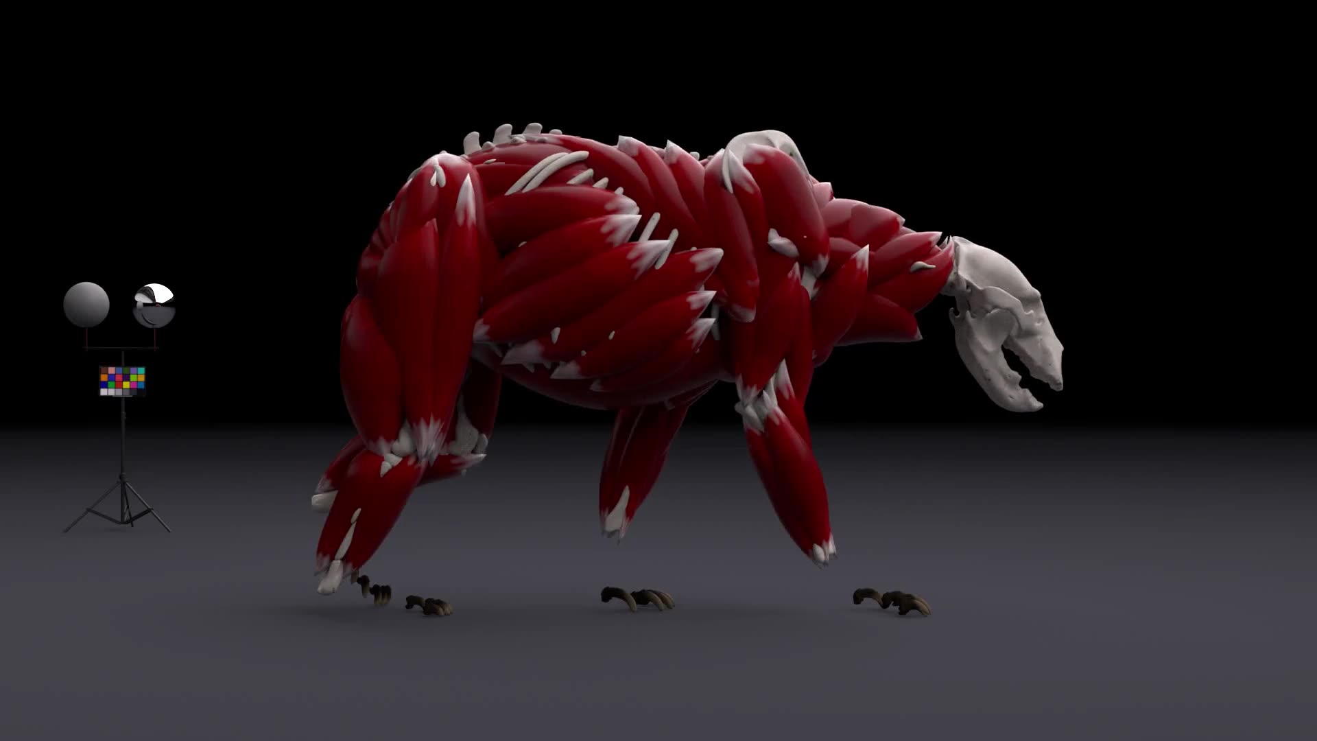 棕熊肌肉旋转动画