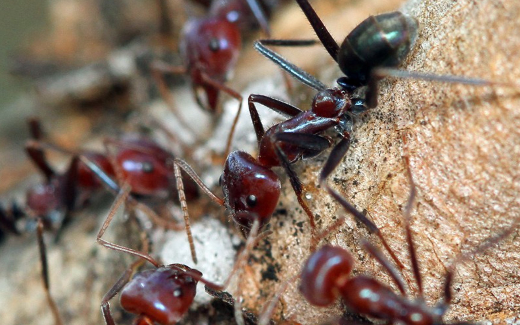 光胸臭蚁略略略